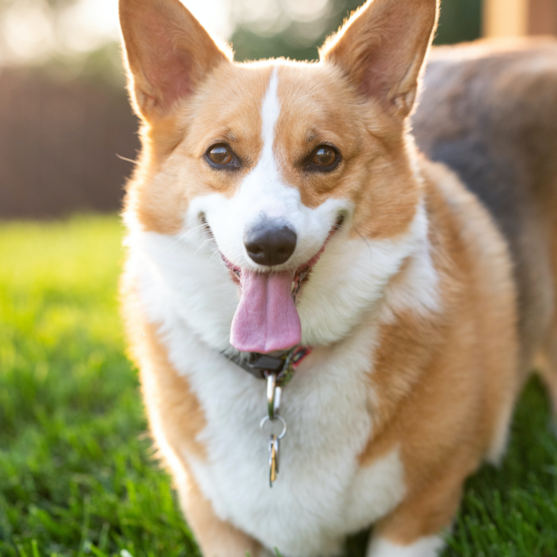 fawn pembroke welsh corgi fawn adult pembroke welsh corgi